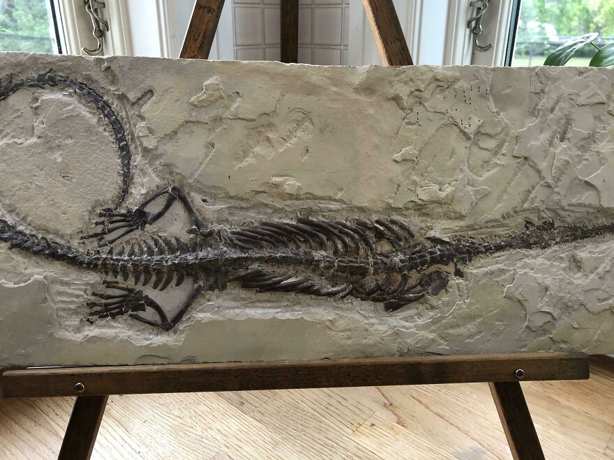 Fossilized skeleton of an ancient reptile displayed on a stone slab, showcasing interesting fossils and their details.