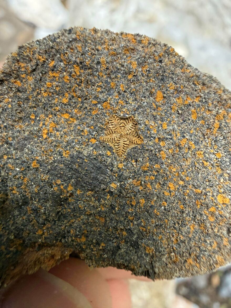 Close-up of an interesting fossil embedded in rock showing detailed star-like patterns and textures.