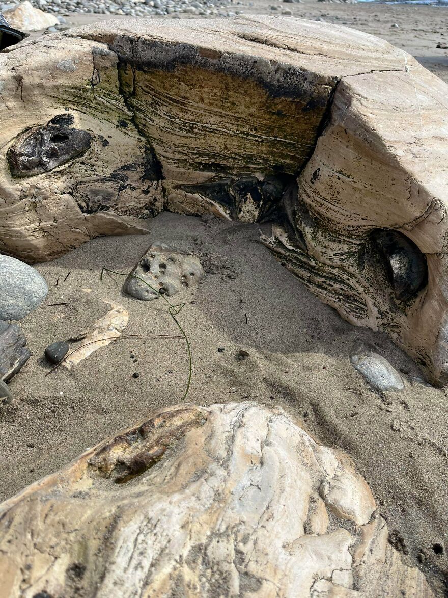 Large fossilized tree remains partially buried in sand and rocks on a beach, showcasing interesting fossil textures.