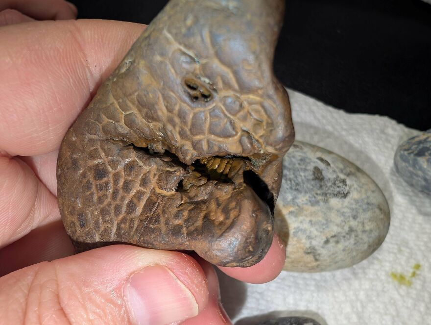 Person holding a detailed fossil showing fossilized texture and teeth, highlighting interesting fossils up close.