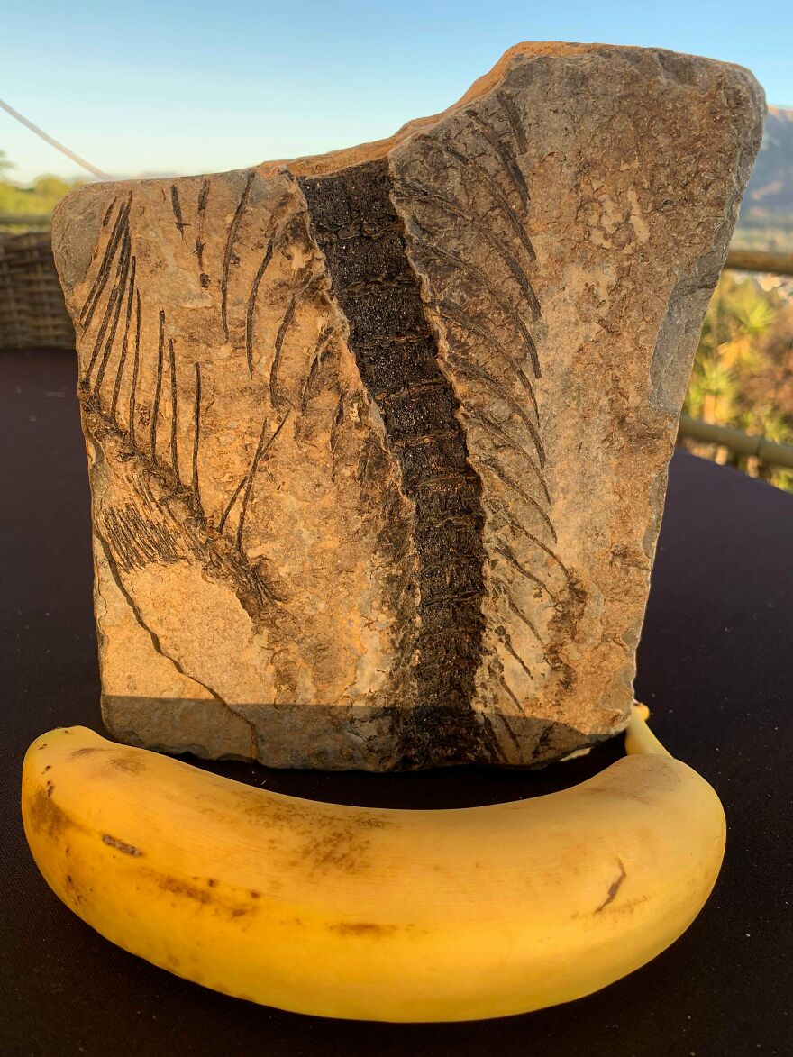 Fossil embedded in rock showing detailed wing impressions, placed next to a banana for size comparison.