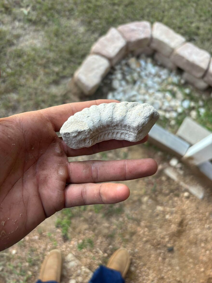 Hand holding an interesting fossil with natural ridges outdoors near stone landscaping and grass.