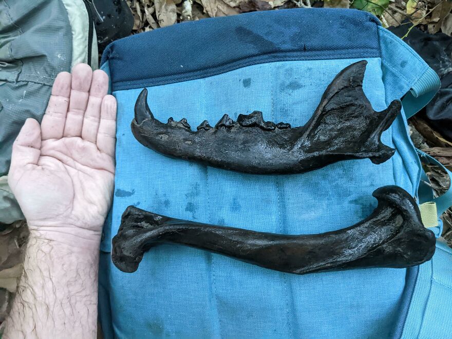 Two dark fossils of jawbones placed on a blue bag next to a hand for size comparison among interesting fossils.