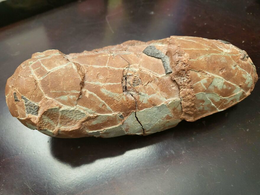 Fossilized ancient specimen with detailed cracks and texture, showcasing interesting fossils and their natural patterns.
