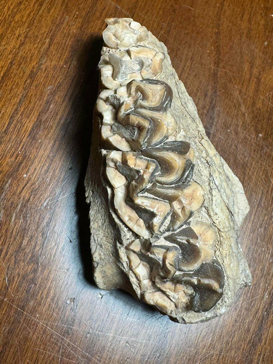 Fossilized teeth embedded in rock on a wooden surface, showcasing interesting fossils and natural patterns.