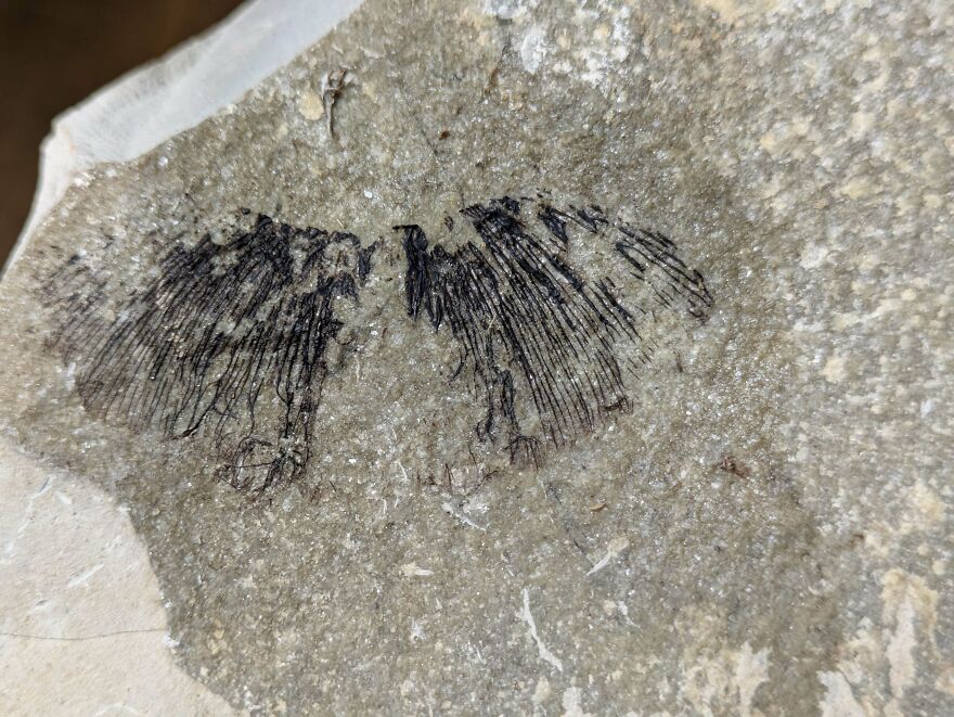 Fossilized insect wing imprinted in stone, showcasing delicate details in an interesting fossil specimen.