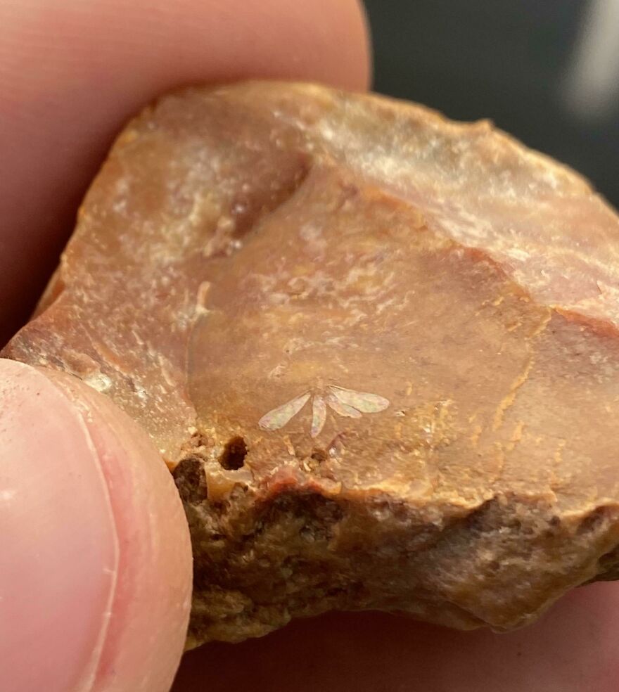 Close-up of a small fossil embedded in a reddish-brown rock, showcasing intricate details of an ancient imprint.