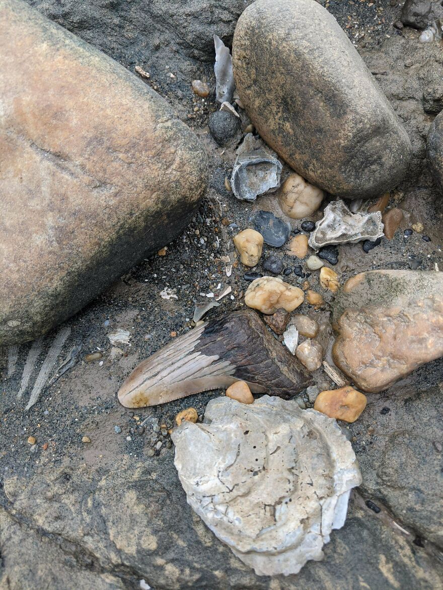 Close-up of interesting fossils and rocks scattered on a sandy surface showing detailed textures and ancient remains.