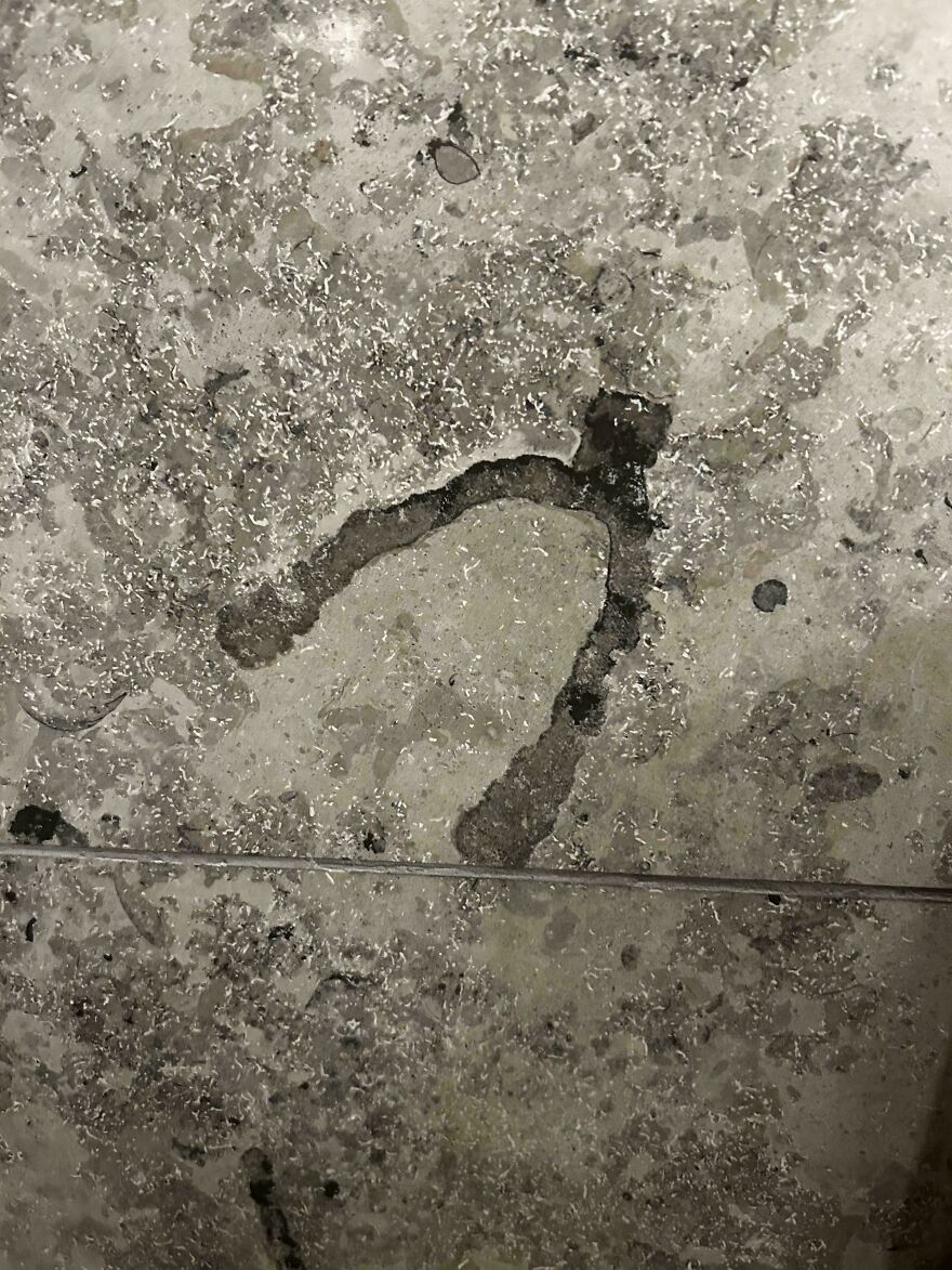 Close-up of an interesting fossil embedded in rock showing detailed texture and patterns from ancient origin.