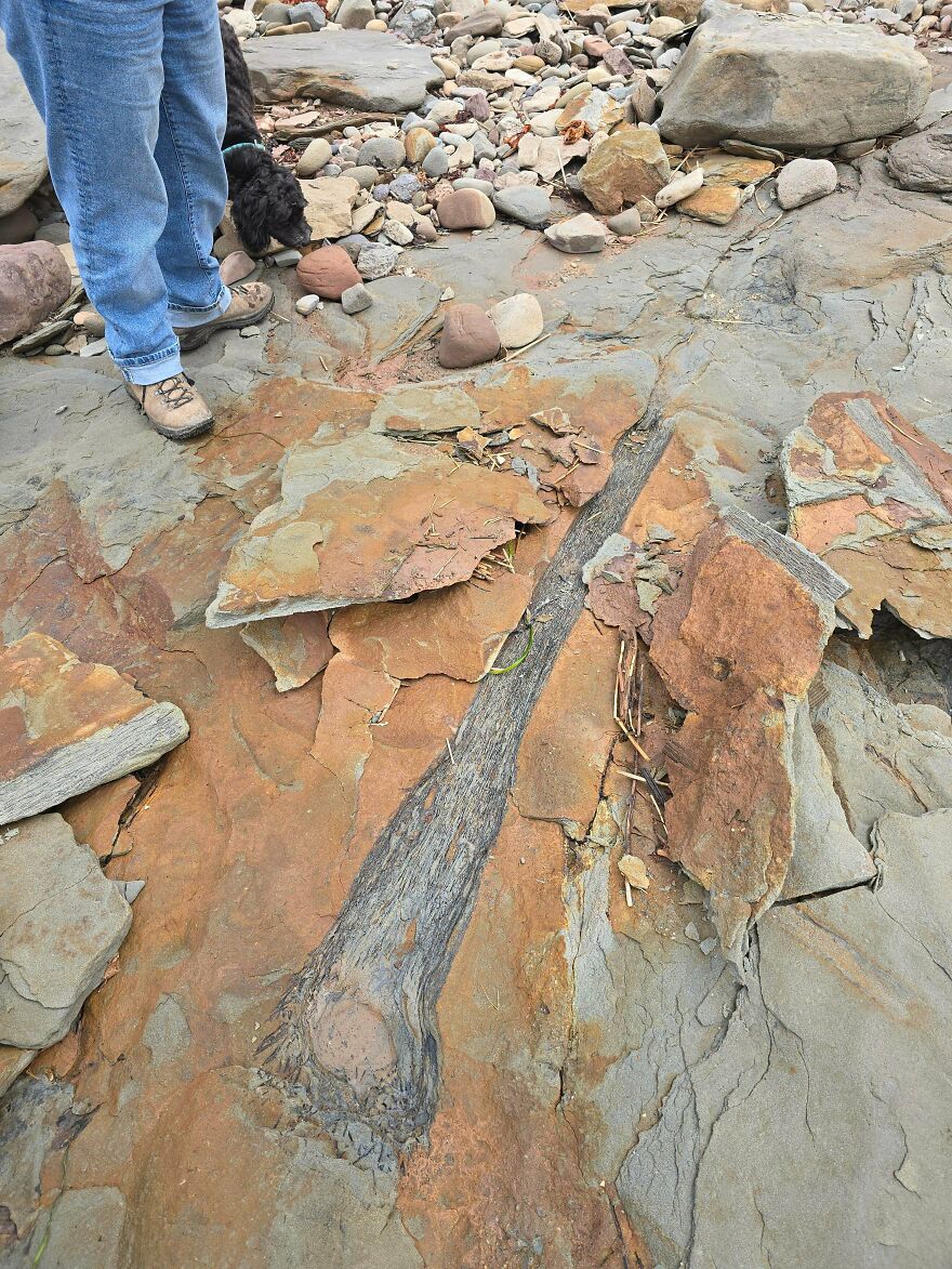 Fossil embedded in layered rock with person and dog nearby exploring interesting fossils outdoors.