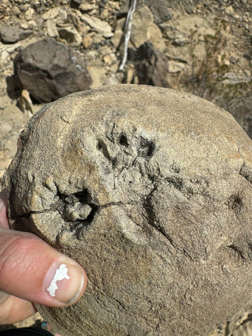 Hand holding a round rock with an interesting fossil embedded in it, showing detailed textures and patterns.