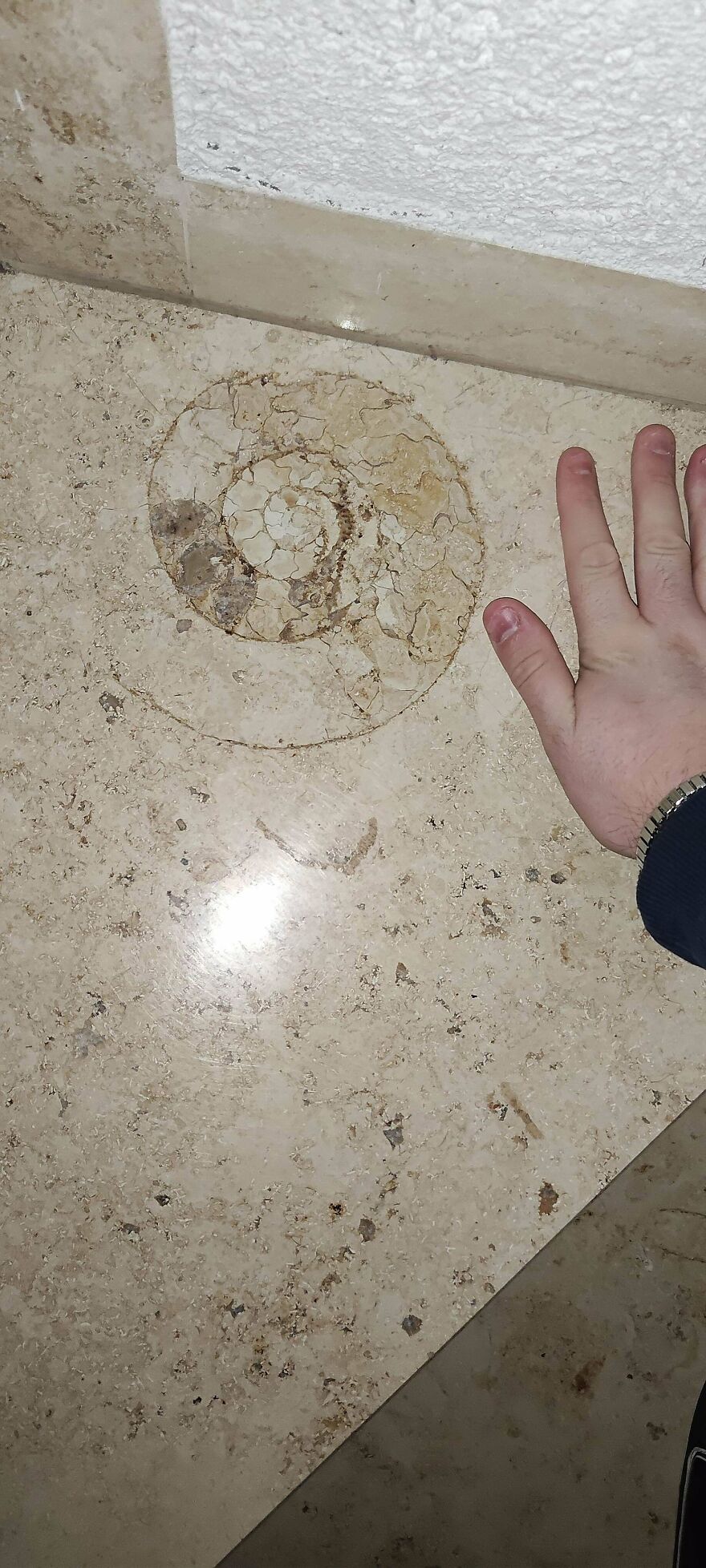 A large fossil embedded in stone floor next to a hand for size comparison, showcasing interesting fossils detail.