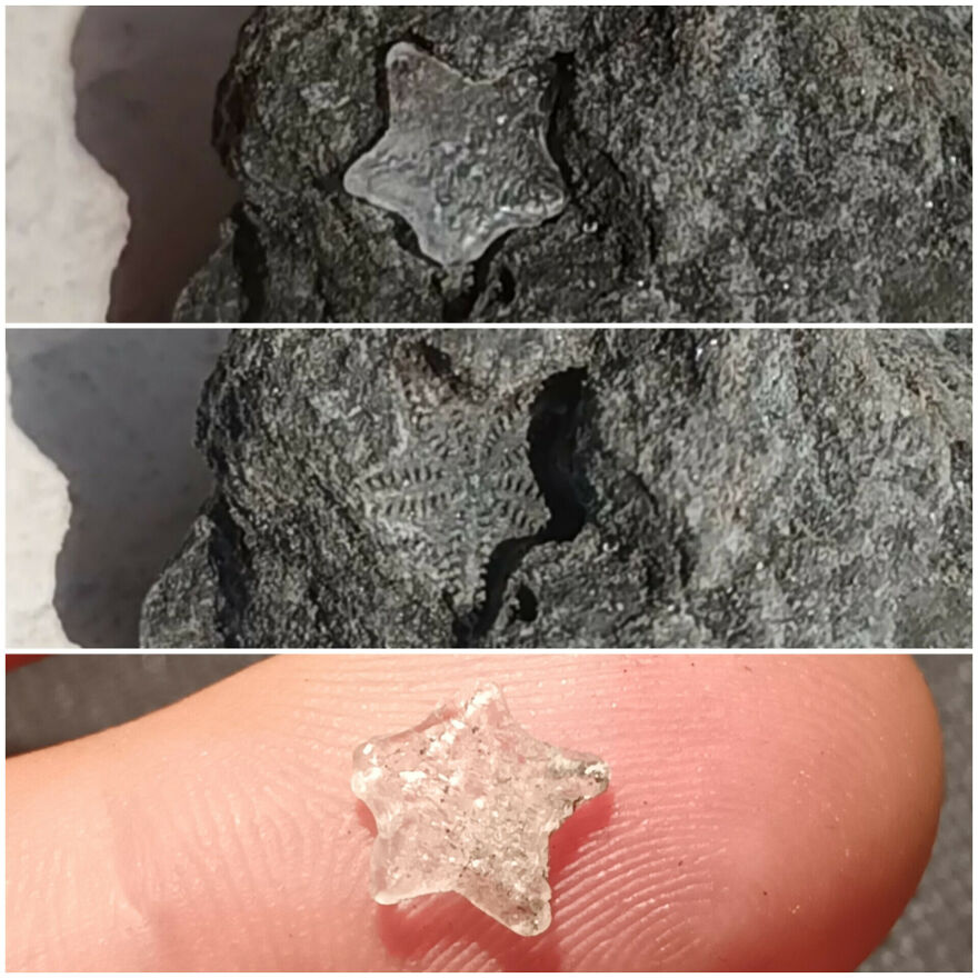 Close-up images of a small star-shaped fossil embedded in rock and held between fingers showcasing detailed texture.