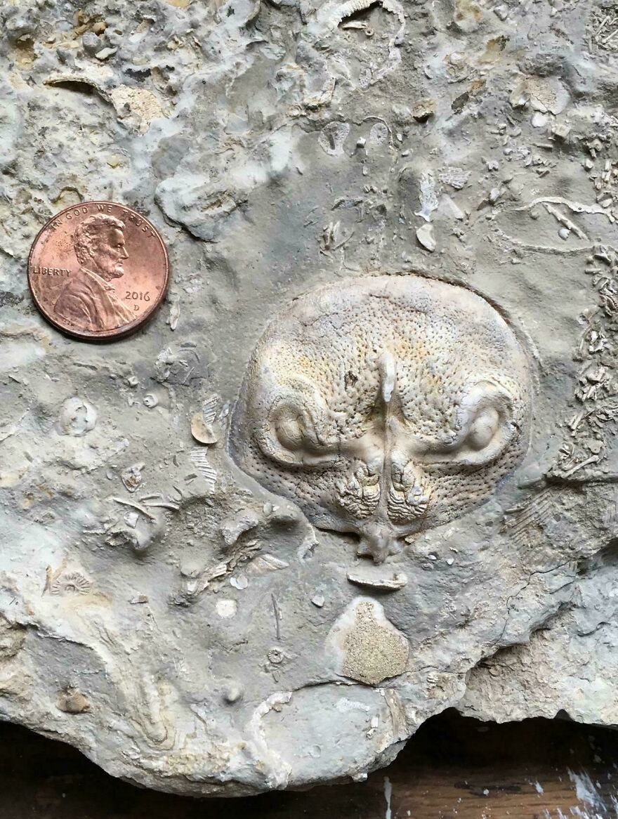 Fossil embedded in rock next to a penny for scale, showing detailed textures and patterns of an ancient marine creature.