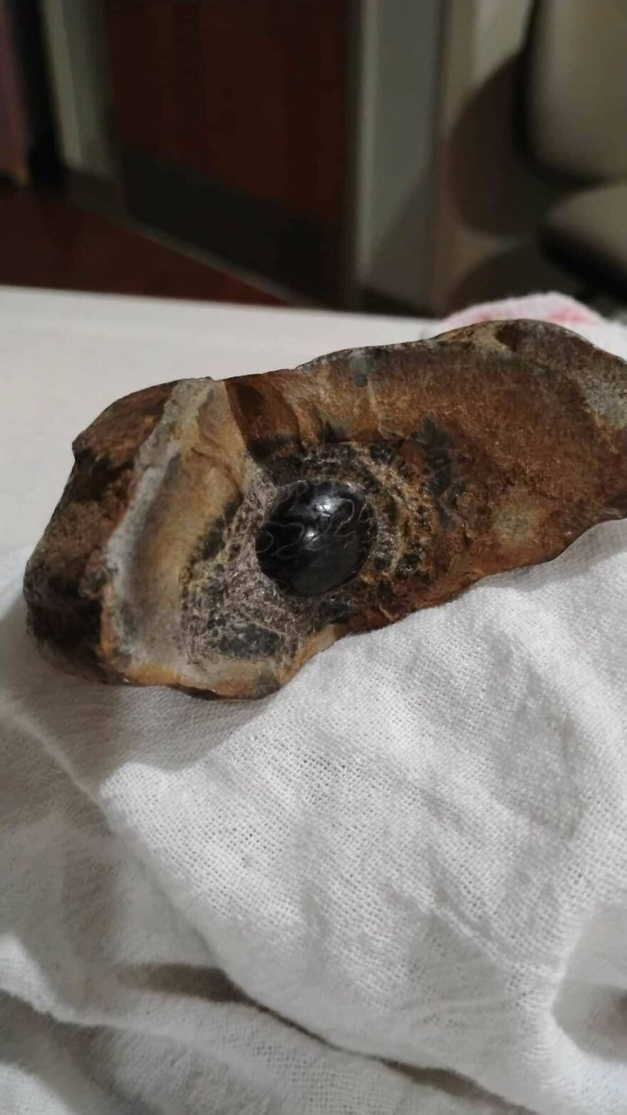 Close-up of an interesting fossil embedded in rock, showcasing unique textures and natural patterns on a white cloth background.