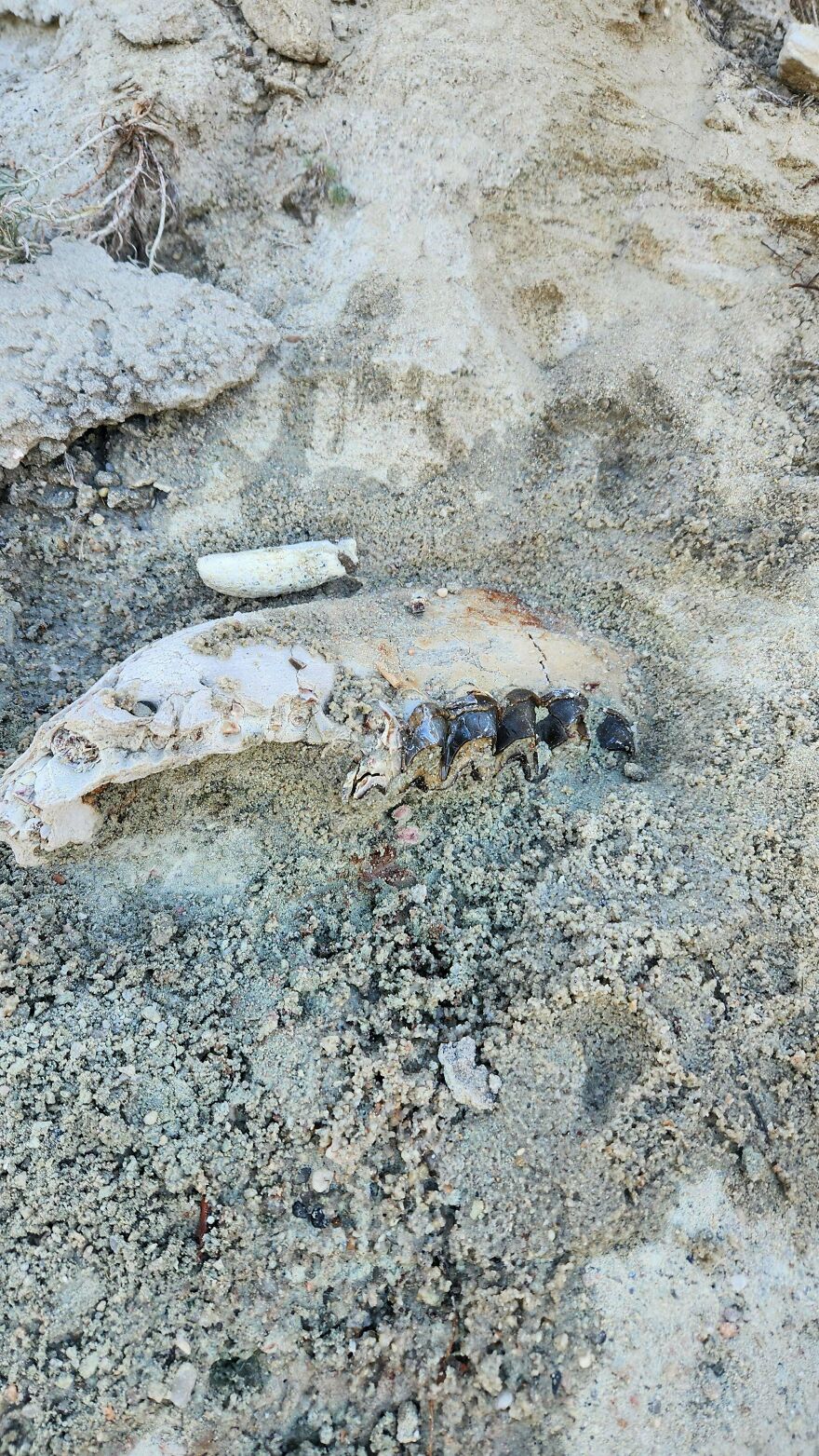 Fossilized animal jaw partially buried in sediment showing preserved teeth with sandy and rocky texture surrounding it.