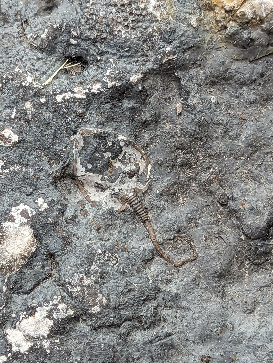 Fossil embedded in dark rock showing intricate details of an ancient marine creature in natural stone texture.