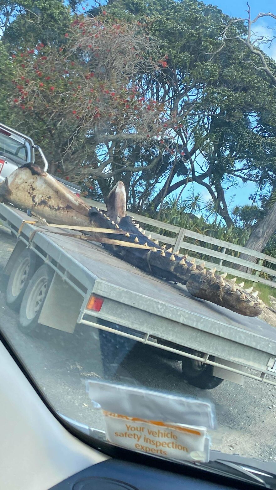 Large fossilized jaw with sharp teeth secured on a trailer in an outdoor rural setting with trees behind.
