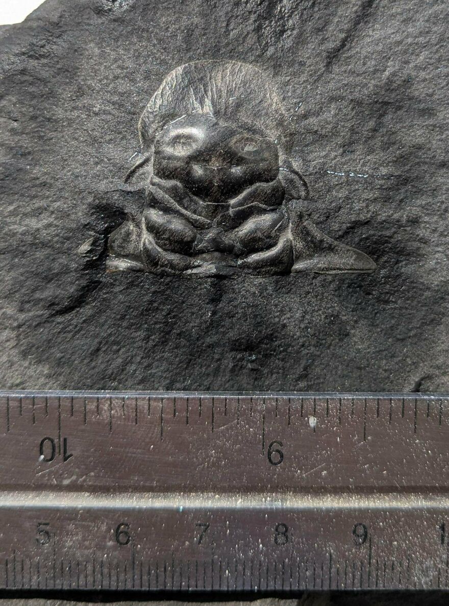 Fossil embedded in dark rock showing detailed ancient creature with ruler for size reference in natural lighting.