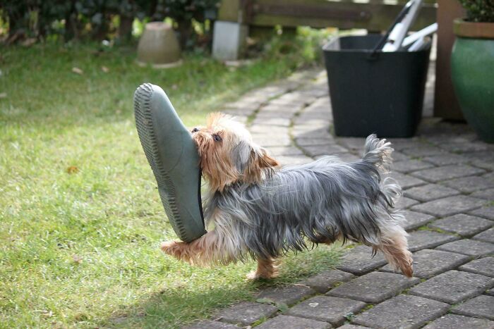 Small dog stealing a slipper outside on a garden path, showcasing adorable animals being thieves in action.