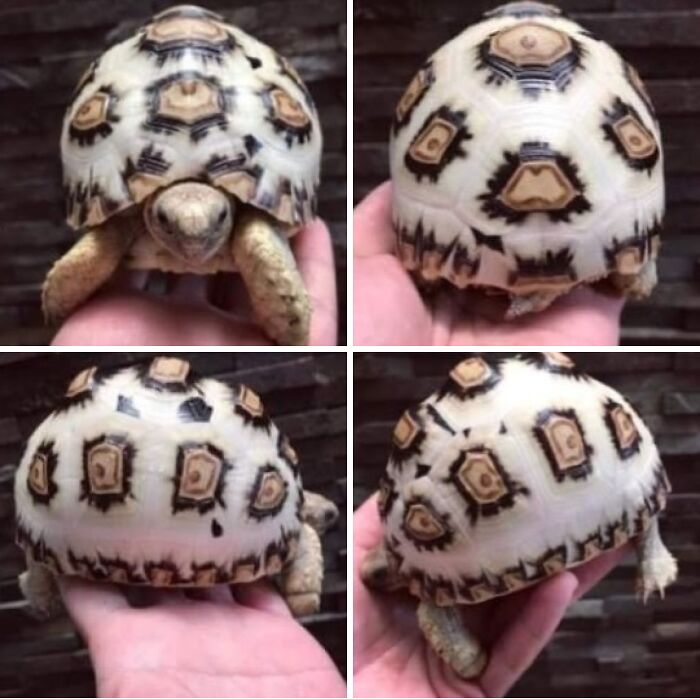 Turtle with stunning color mutation showing unique white and brown patterned shell held in hand, a rare animal color mutation.