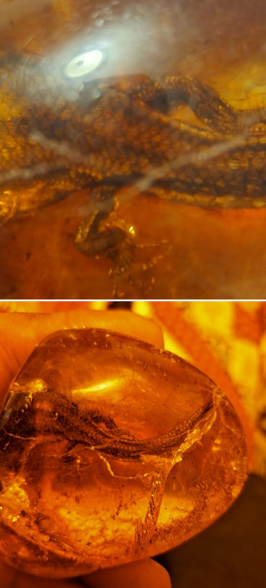 Close-up images of an ancient fossilized lizard preserved inside amber, showcasing interesting fossils details.