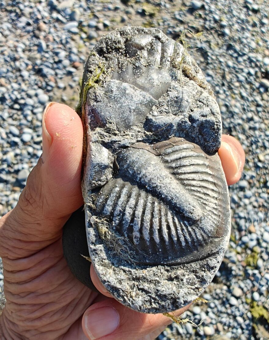Hand holding a fossil with visible shell imprints on a rocky beach, showcasing interesting fossils in nature.