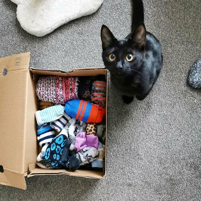 Black cat sitting on gray carpet next to a box full of colorful socks, showcasing adorable animals being thieves.