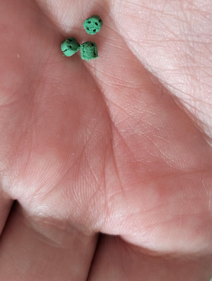 Close-up of a hand holding three small green objects resembling tiny skulls, evoking unsettling mysteries.