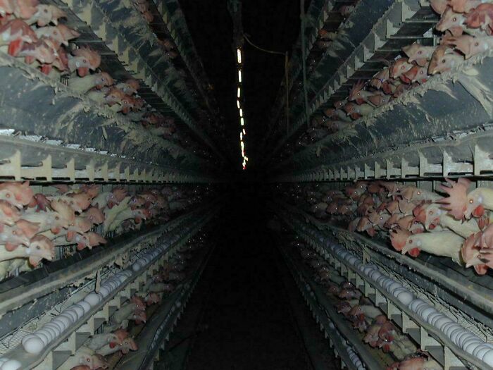 Rows of chickens tightly packed in a dark farm cage creating a creepy and weird atmosphere perfect for heebie-jeebies.