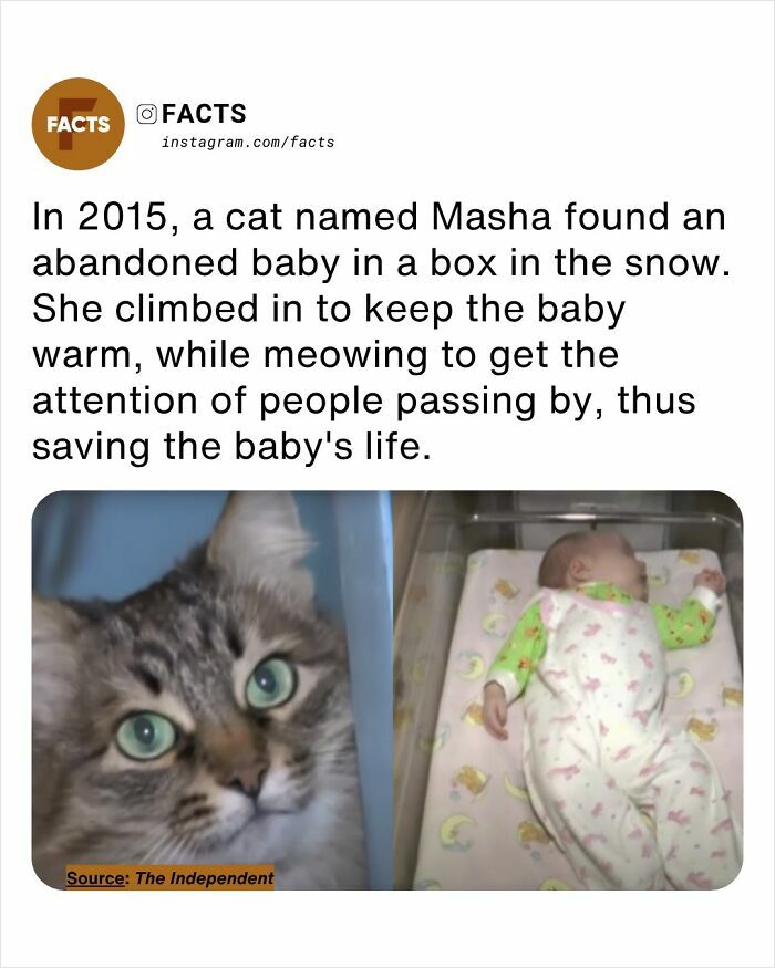 Cat saving abandoned baby in the snow, an interesting fact for your daily brain-care and enlightenment.