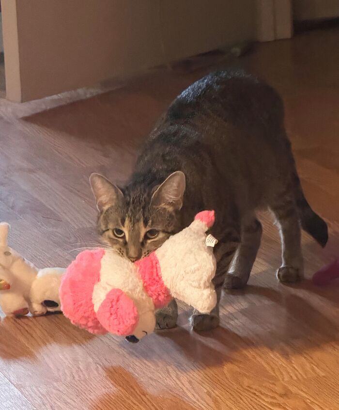 Tabby cat acting like an adorable animal thief by carrying a pink and white stuffed toy in its mouth on a wooden floor.