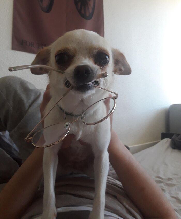 Small dog holding stolen eyeglasses in mouth, an adorable animal being a playful thief indoors.