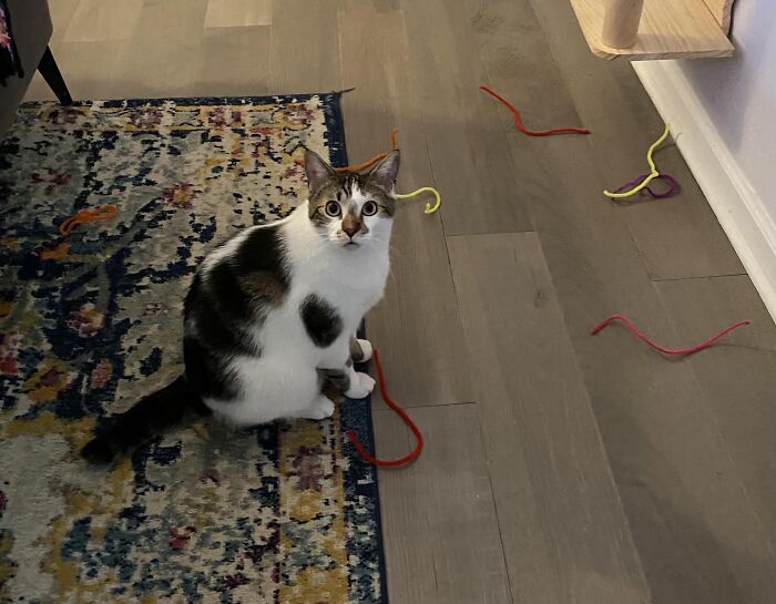 Cat sitting on a rug surrounded by colorful strings, one paw holding a red string, showcasing adorable animals being thieves.