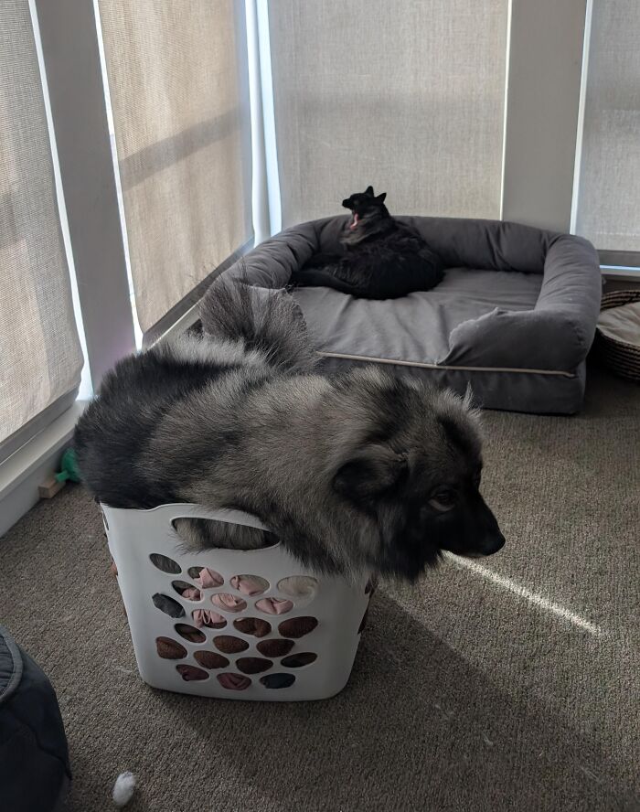 Fluffy dog sitting inside a laundry basket while black cat lounges on a pet bed nearby in a sunny room.