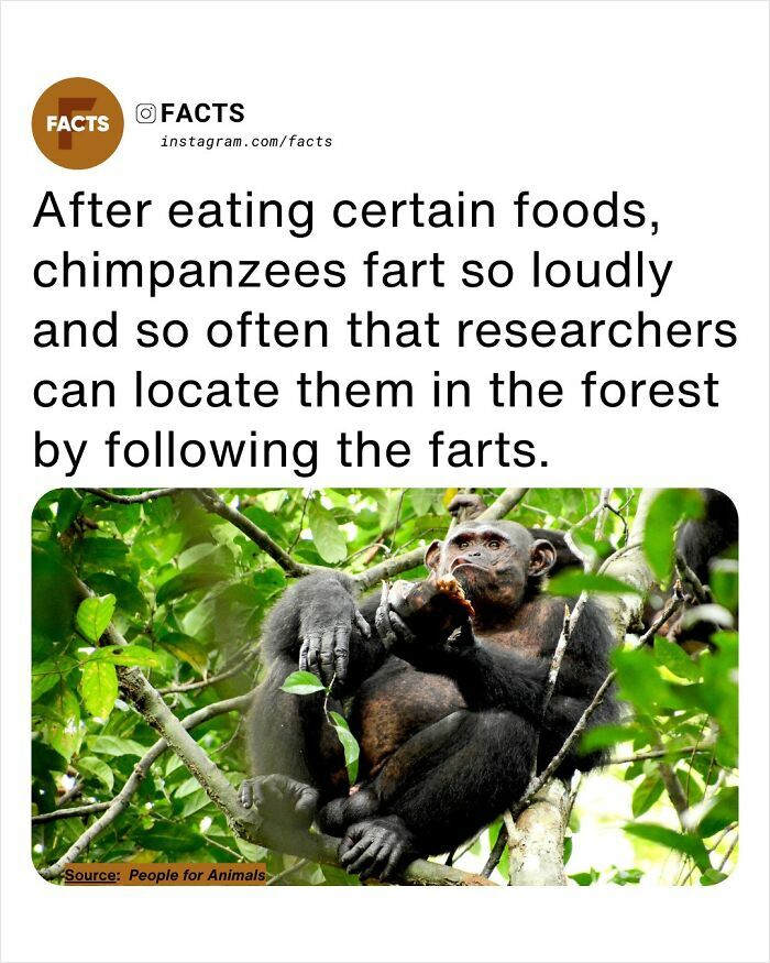Chimpanzees in forest sitting on branches, interesting brain-care facts about animal behavior and daily enlightenment.
