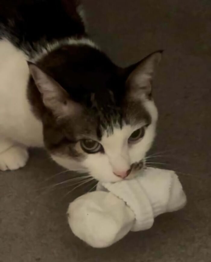 Cat holding a white sock in its mouth, one of the adorable animals being thieves caught in action indoors.