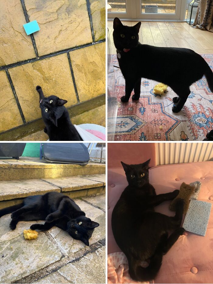 Black cat caught with a sponge and scrubber, showcasing adorable animals being thieves in playful and curious moments.