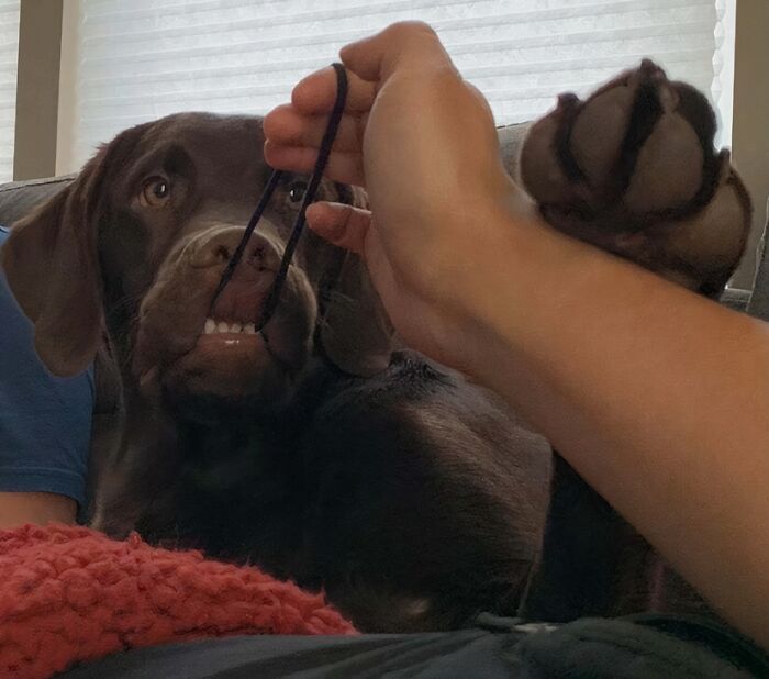 Chocolate Labrador playfully stealing a black string from a person's hand while lying on a couch.