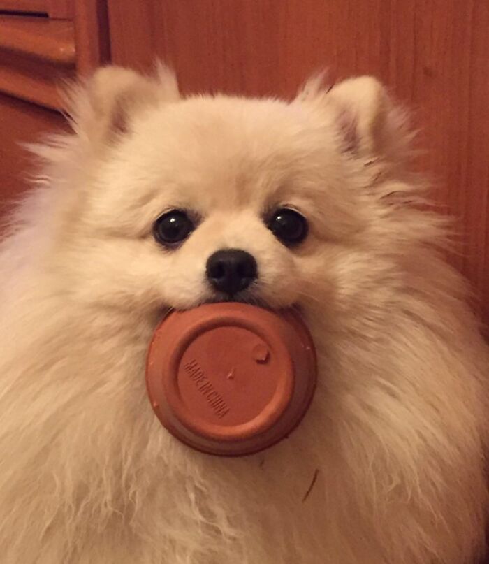Fluffy dog holding a stolen pot lid in its mouth, showcasing adorable animals being thieves in a home setting.