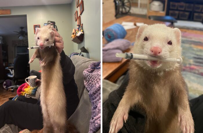 Ferret holding a syringe in its mouth, showing adorable animal behavior of being a playful little thief.
