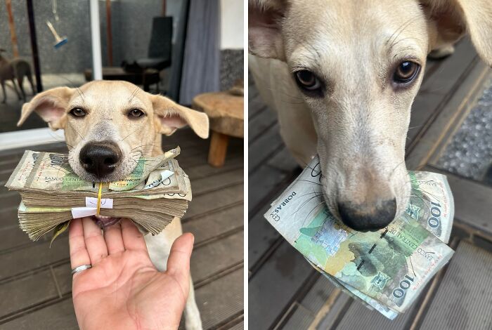 Dog holding stolen cash in its mouth, showcasing one of the adorable animals being thieves caught in action.