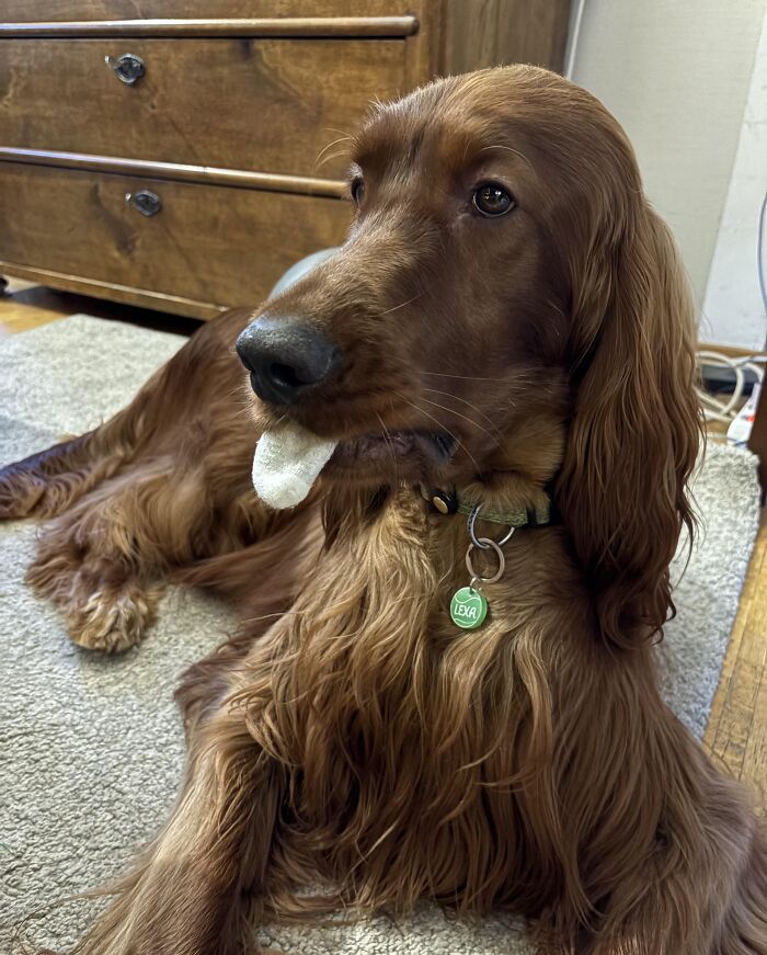 Brown dog lying on carpet with a stolen chip in its mouth, showcasing adorable animals being thieves in a home setting.