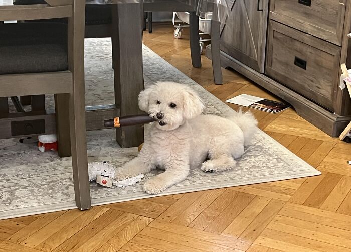 Small white dog on rug holding a brown object in its mouth, showcasing adorable animals being thieves behavior.