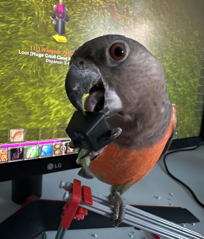 Parrot stealing a computer keycap while perched in front of a gaming monitor, showcasing adorable animals being thieves.