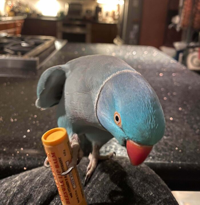 Blue parrot holding a small orange object in its claw, showcasing adorable animal behavior as playful thieves at home.