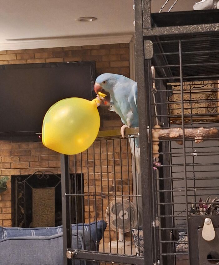 Blue parrot stealing a yellow balloon from its cage inside a cozy living room with brick walls.