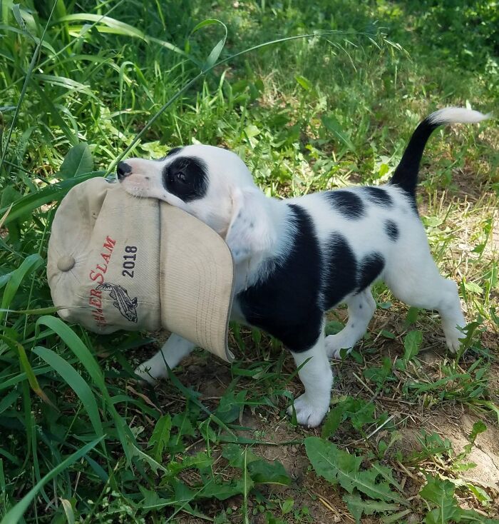 Puppy stealing a hat outdoors among green grass, showing adorable animals being thieves in action.