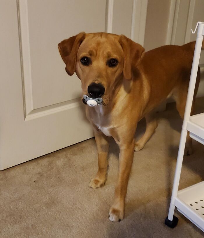 Brown dog standing indoors, holding a pacifier in its mouth, showing adorable animal thief behavior.