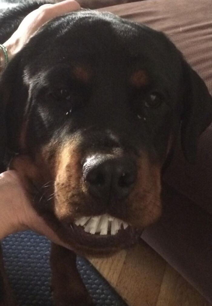Close-up of an adorable dog holding a stolen white object in its mouth, showcasing cute animals being thieves.